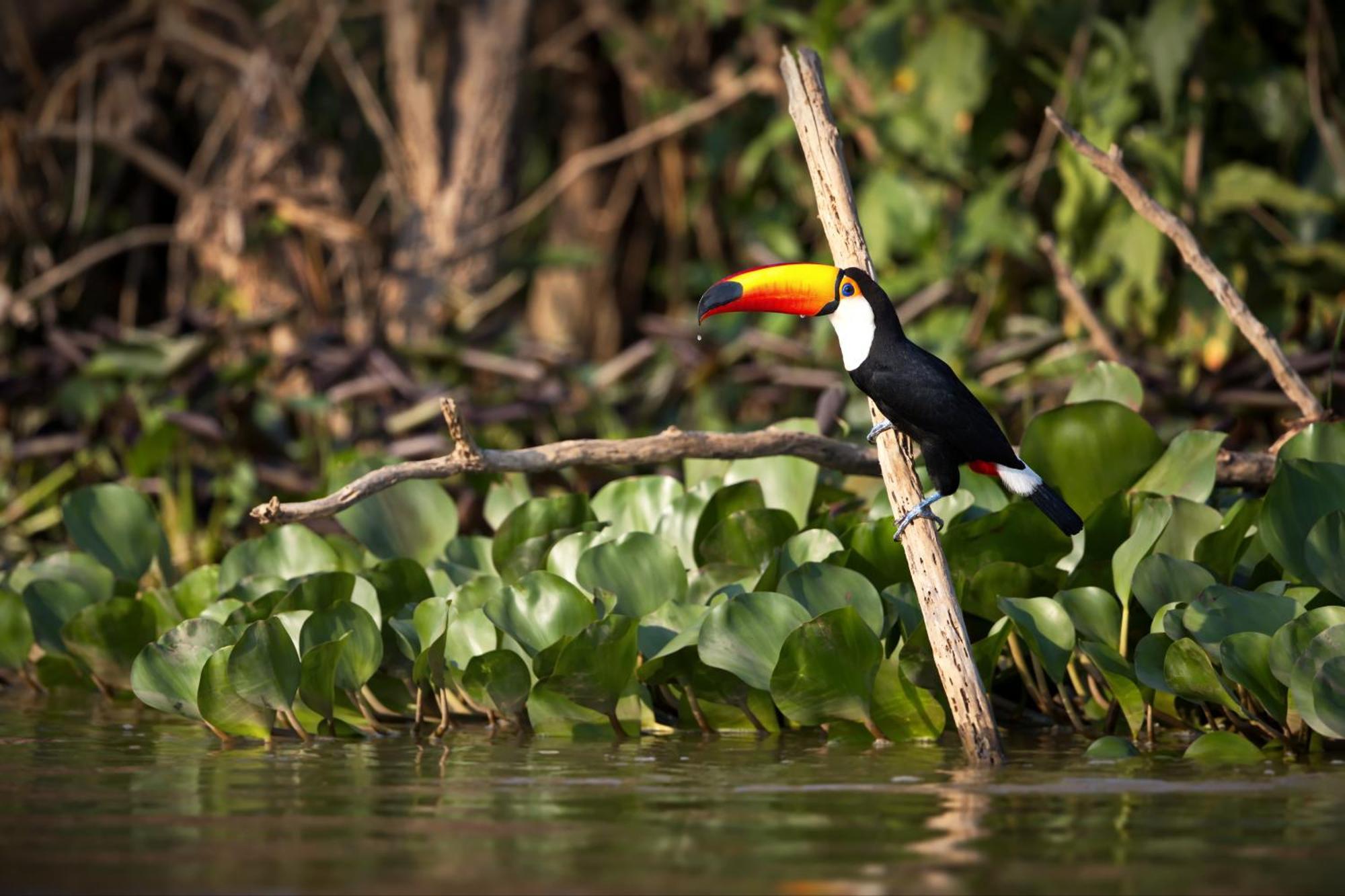 Caiman Lodge - Cuyabeno Nature Amazon Tour Exteriör bild